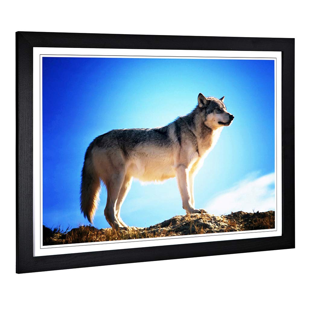 Big Box Art Framed Print of Wolf Design | Wall Art Picture | Home Decor for Kitchen, Living, Dining Room, Lounge, Bedroom, Hallway, Office, Black, A2 / 24.5x18 Inch / 62x45cm