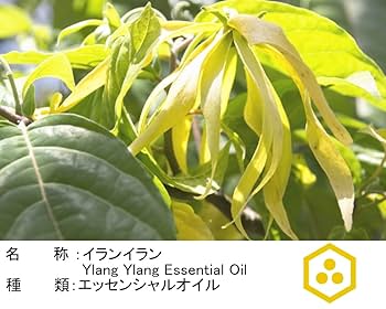 nyankowarapon様　PRANAROM イランイランエクストラ他合計5点 nyankowarapon様 PRANAROM イランイランエクストラ他合計5点