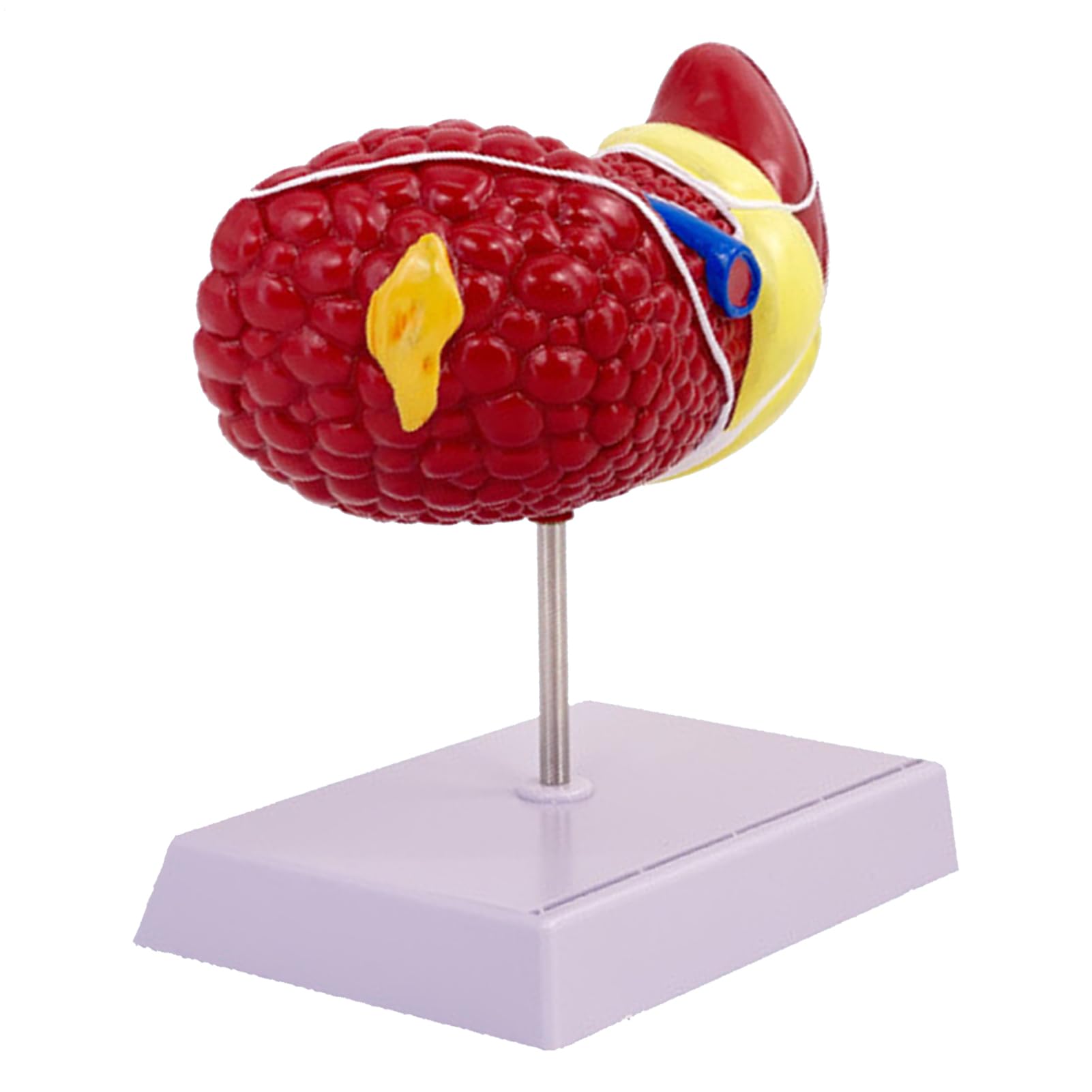 Anatomisches Modell der Leber – Farbige medizinische Organe, menschliche