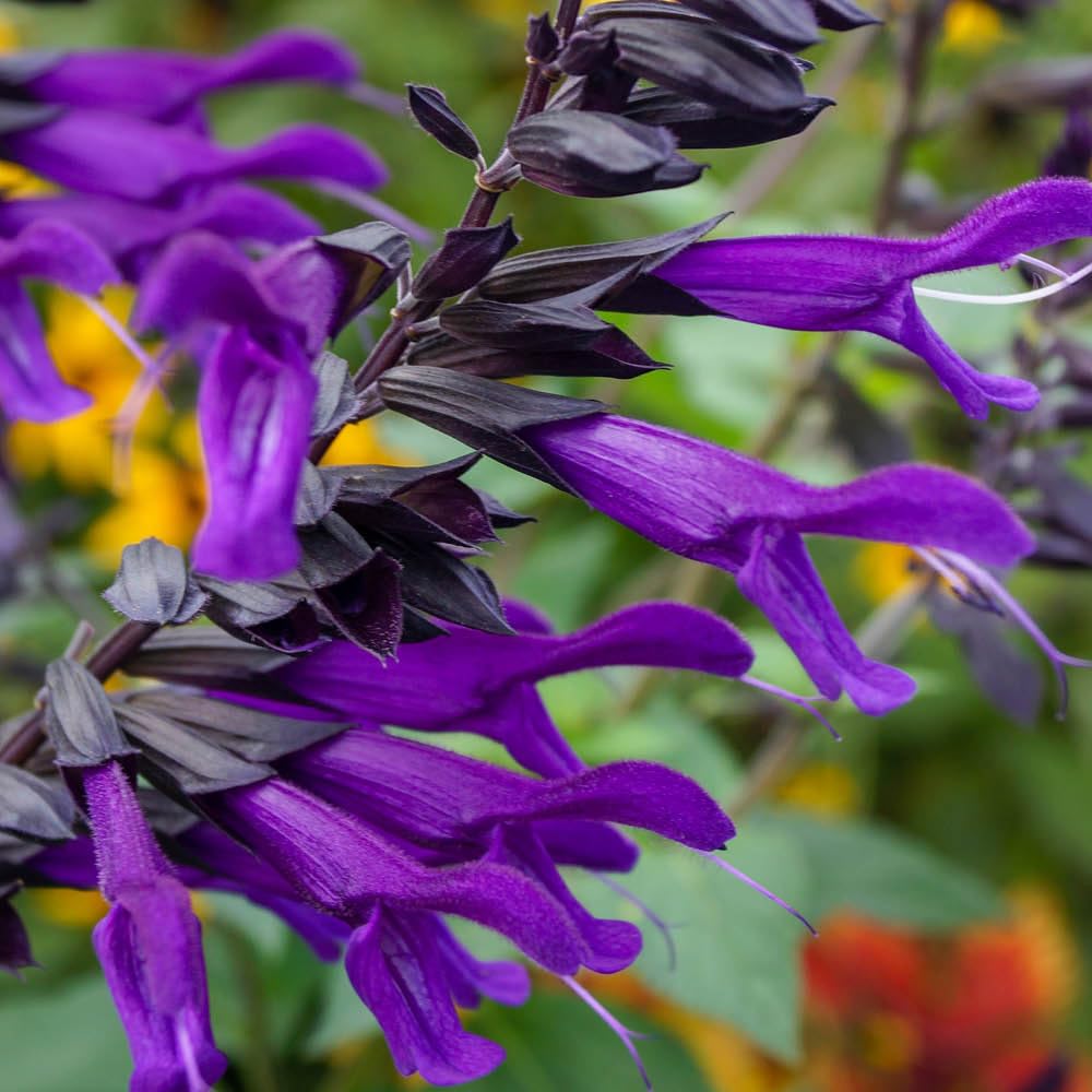 YouGarden Salvia 'Amistad', Established Plant in 3 Litre Pot, Deep Purple Blooms, Pollinator Friendly, Ready to Plant