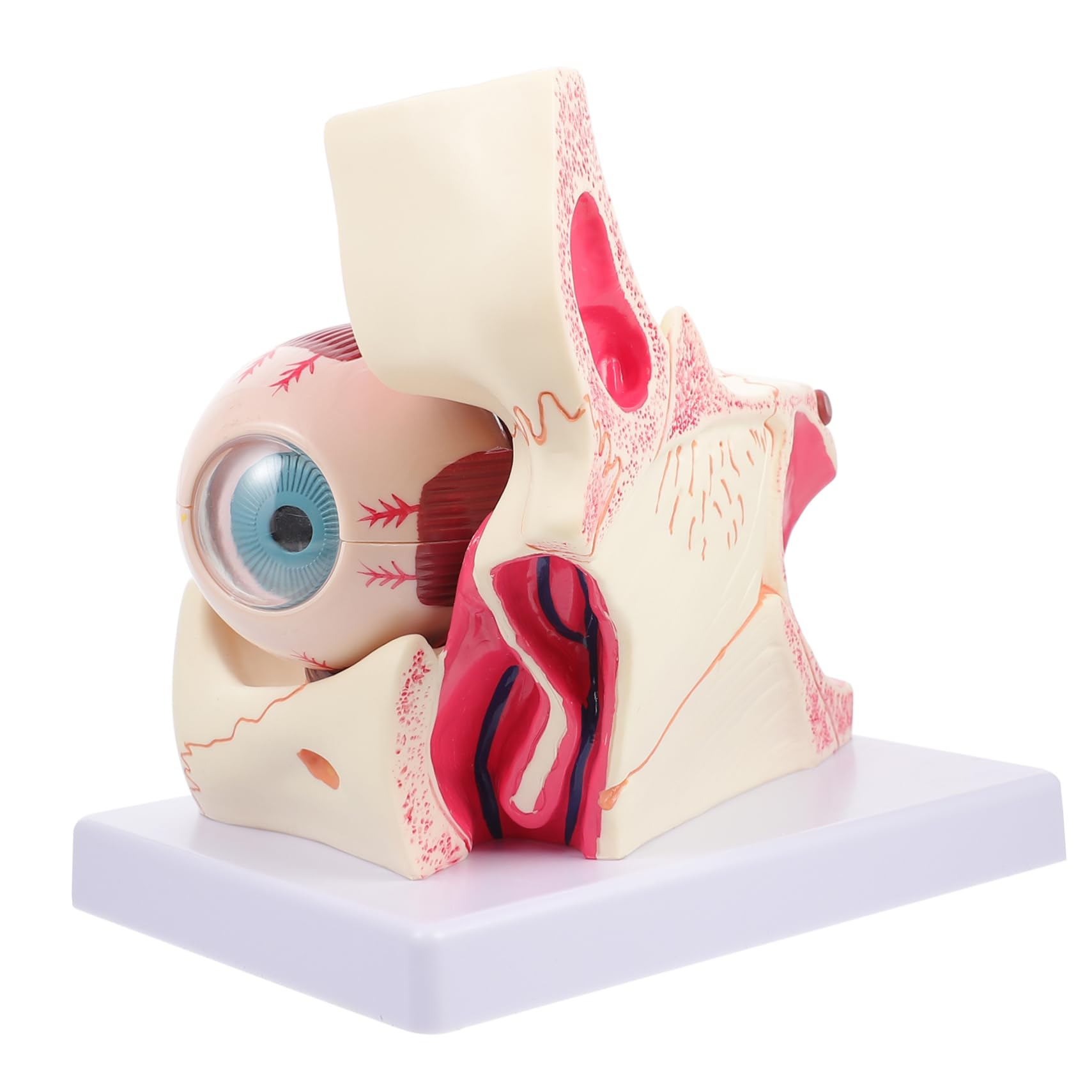 Modèle anatomique de l'œil en PVC durable pour une démonstration médicale claire - 8
