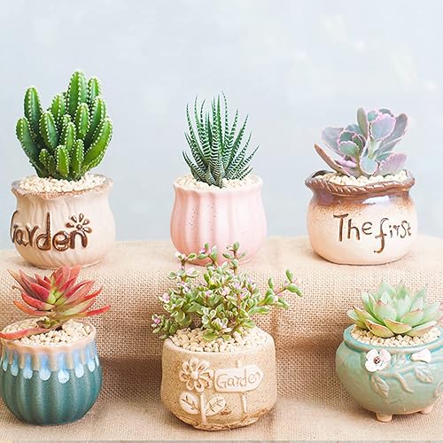 Miniatura 4 de Mezcla semillas suculentas raras para plantar, planta ornamental bonsái de bricolaje, semillas polinizadas abiertas resistentes, perennes 800+