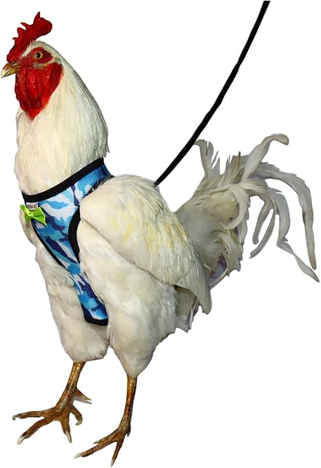 amazon chicken leash