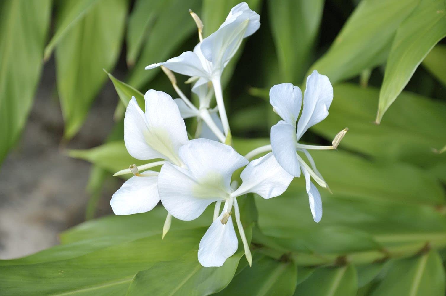 Hedychium/Ginger Lily Spring Flower Bulbs For Home Gardening Pack Of 9 Bulbs (White) Healthy And Fresh Flower Bulbs By PLANTOGALLERY (B09B2MSS8B) Amazon Price History, Amazon Price Tracker