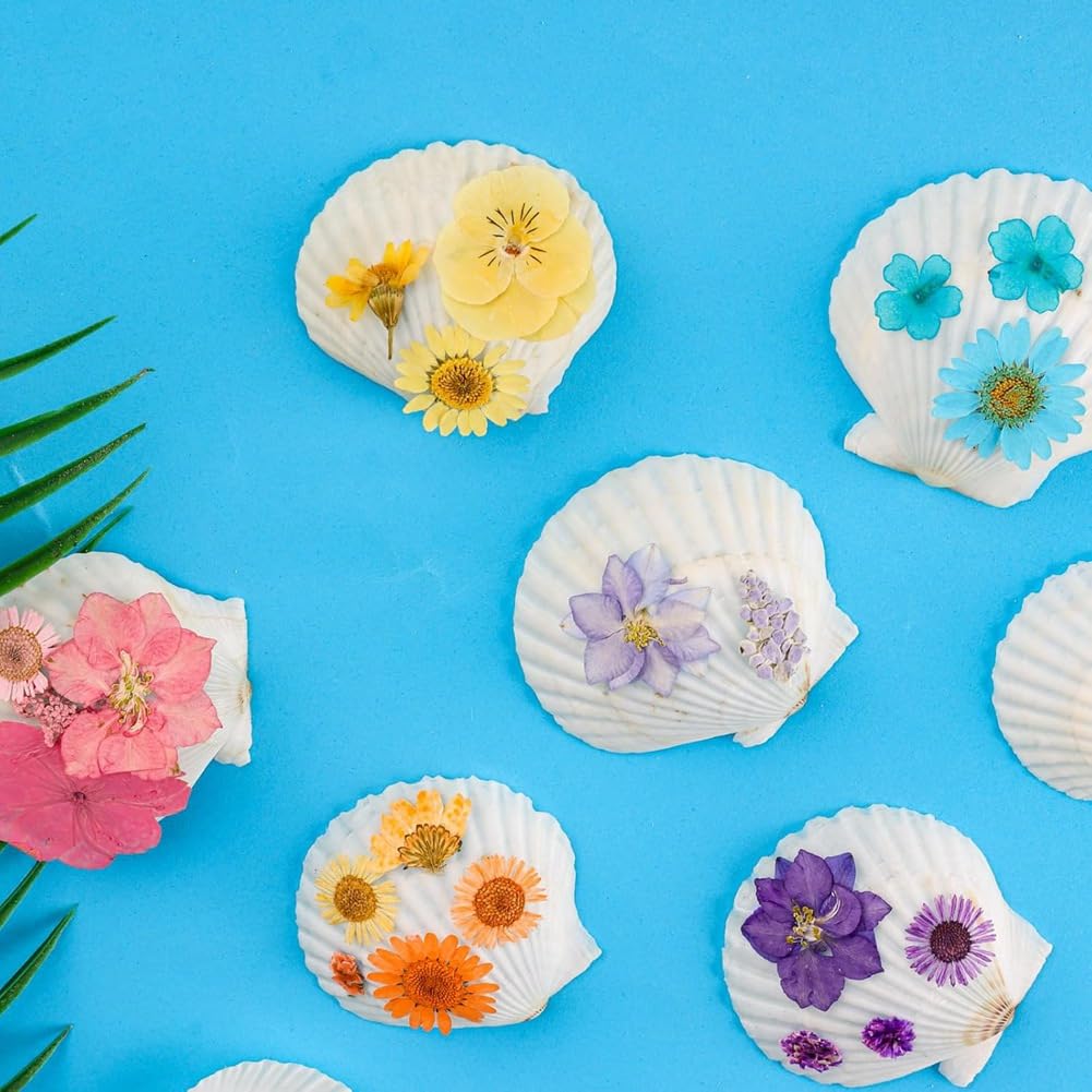 Lot de 40 coquillages naturels Saint-Jacques 3,6 à 6,1 cm - Petits coquillages pour bricolage - Coquillages en grande quantité