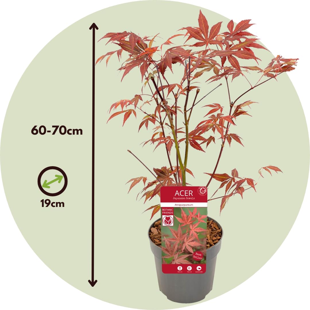Plant in a Box - Érable du Japon - Acer palmatum 'Atropurpureum' - Hauteur 60-70cm - Pot 19cm - Plante d’extérieur - Rouge