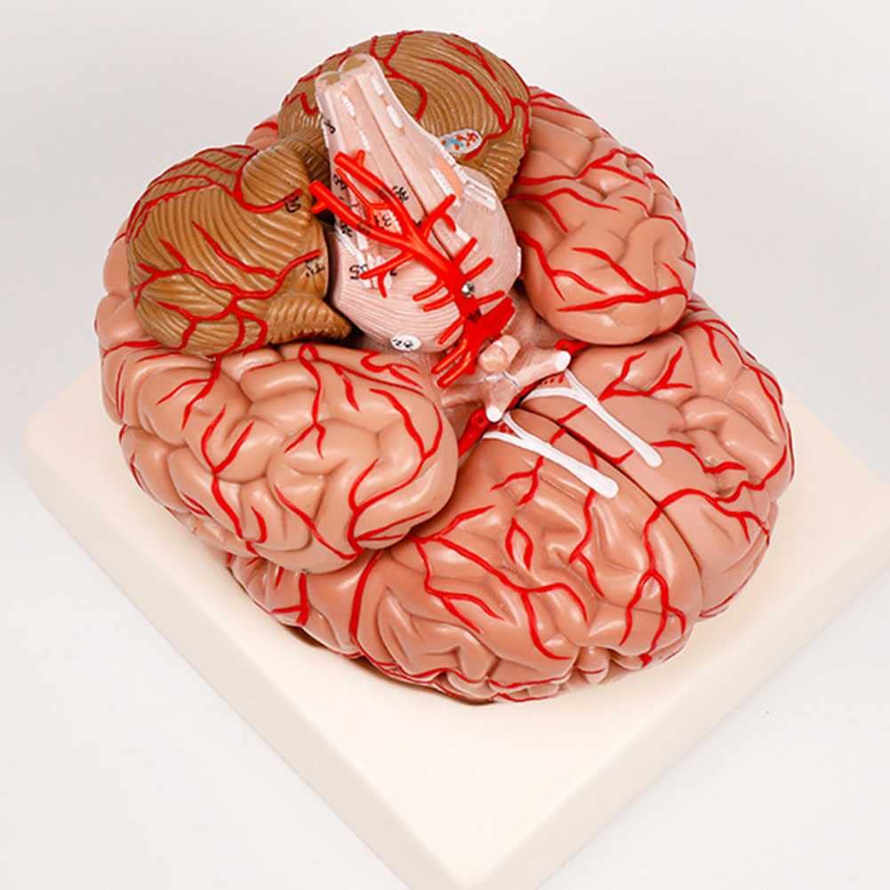 KCVC Maqueta del Cerebro 1:1 Modelo Anatomico Cerebro con 9 Piezas Desmontables y Base y 41 Identificación de Ubicación Maqueta de Anatomía Cerebro Humano