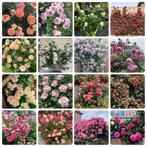 rosen winterhart - wild, kletterrosen mehrjährig, bio 550samen