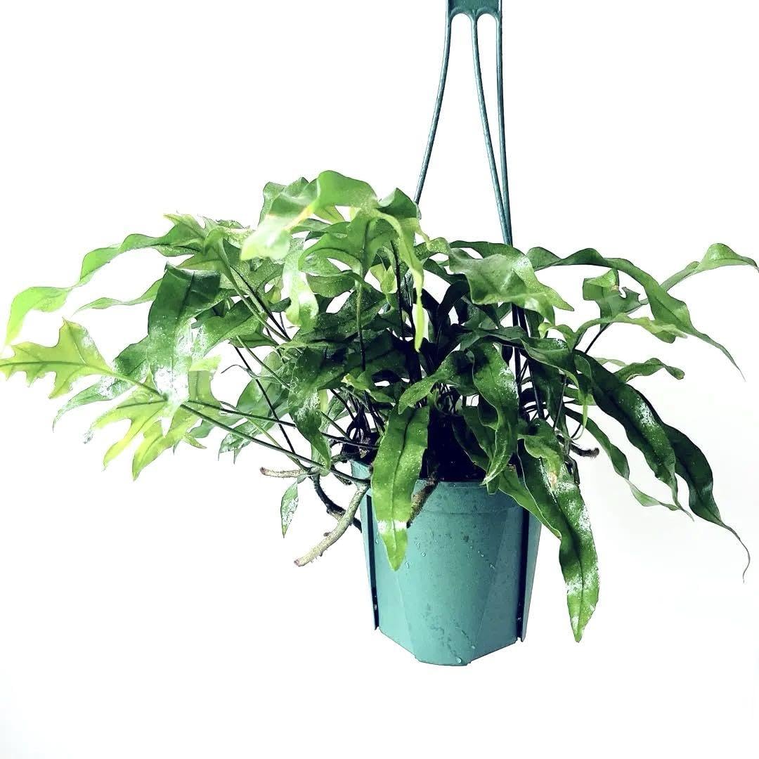 ミクロソリウム ディべルシフォリウム『カンガルーファーン』〈レア・人気・流木付〉 Amazon｜《希少》カンガルーファーン ミクロソリウム ディベルシフォ