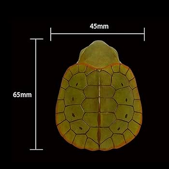 Amazon | BACALYSO | 動物惑星 五周年 限定版 カメ 亀