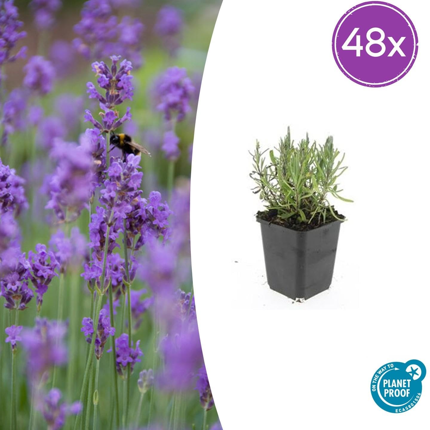 Lavendel 'Munstead', Winterhart für Garten, Violett, 48er Set, H10-25cm