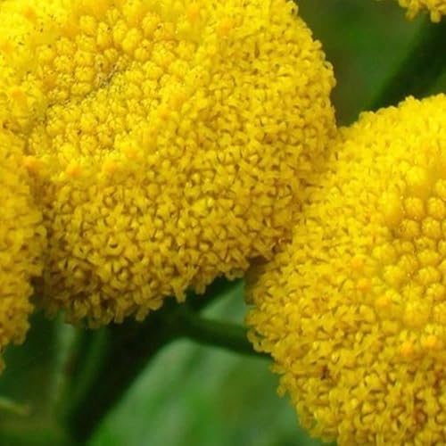 Semillas de tanaceto (Tanacetum vulgare) Paquete de 20 Semillas