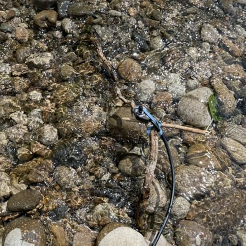 River through wood, Boise River, USA on 22nd June 2025 – by Ariana Martinez Podcast Por arte de portada
