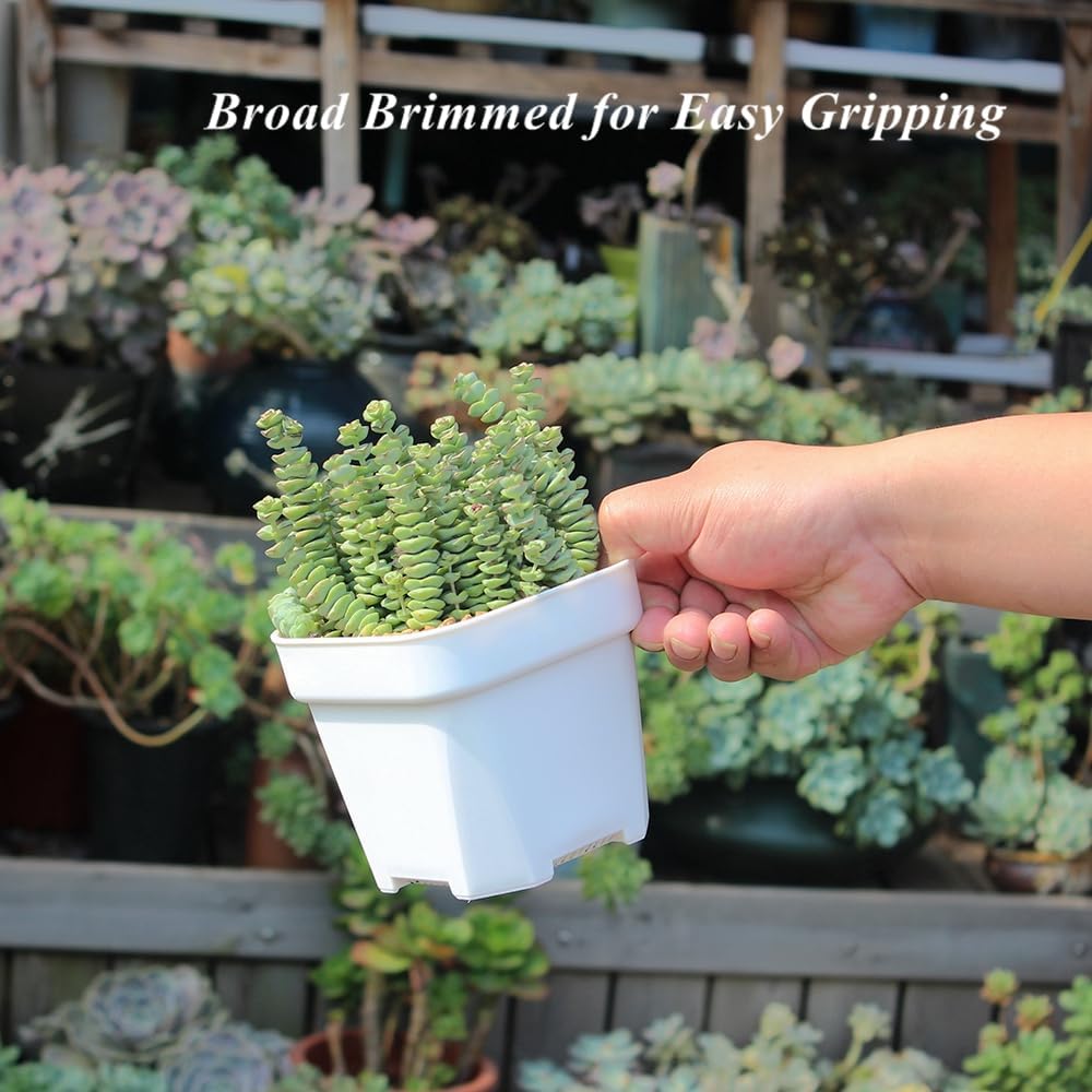 BangQiao 20 Pack 4.75 Inch Small White Plastic Square Nursery and Seedling Pot with Drainage Hole for Germination, Cactus, Herb, Succulent - Image 3