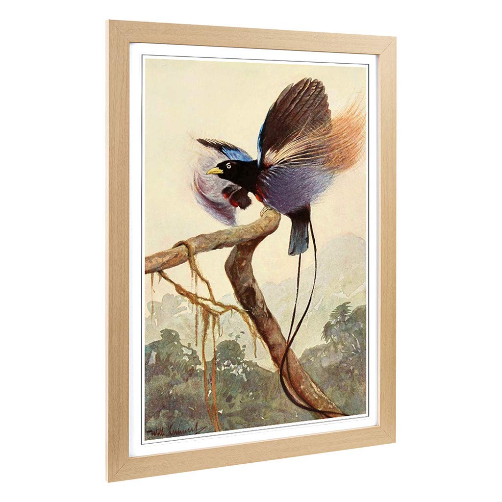 Big Box Art Framed Print of Vintage W Kuhnert Bird of Paradise 2 Design | Wall Art Picture | Home Decor for Kitchen, Living Room, Bedroom, Hallway, Oak, A2 / 24.5x18 Inch / 62x45cm