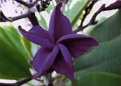 5 Semillas De Plumeria Púrpura Oscuro Plantas Semillas De Flor Flores Perennes Jardín Bloomn