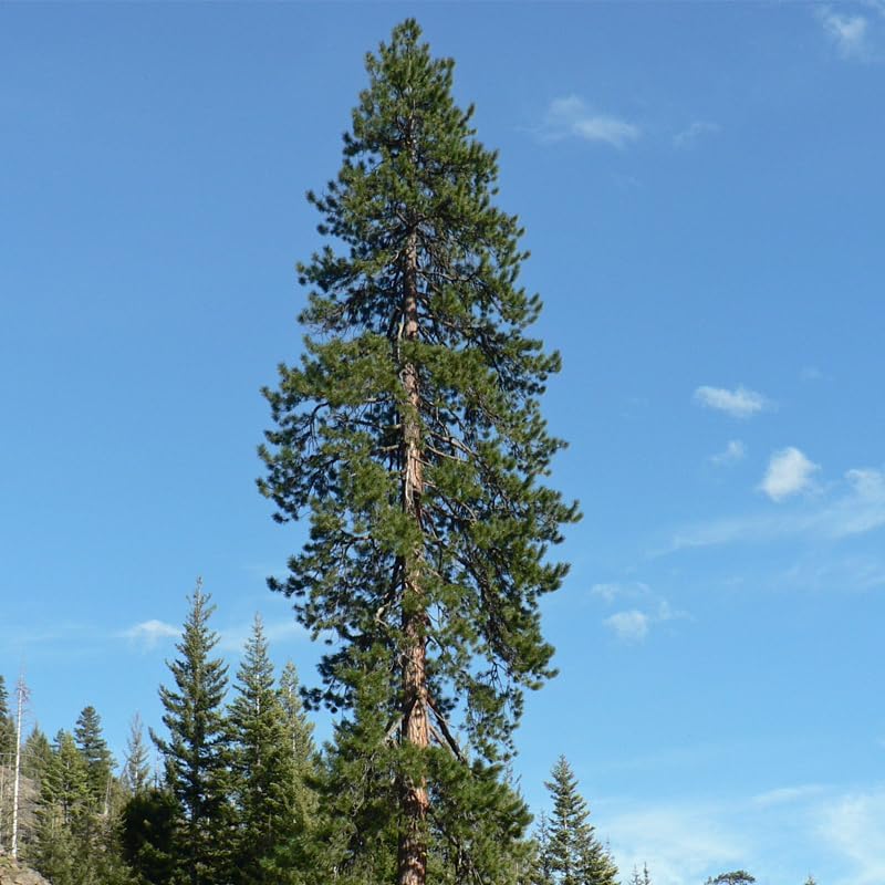 Pinus Ponderosa (Ponderosa Pine) Tree Seeds, Resilience and fire Adaptation, Seeds by MySeeds.Co, You Choose The Amount (1 oz)