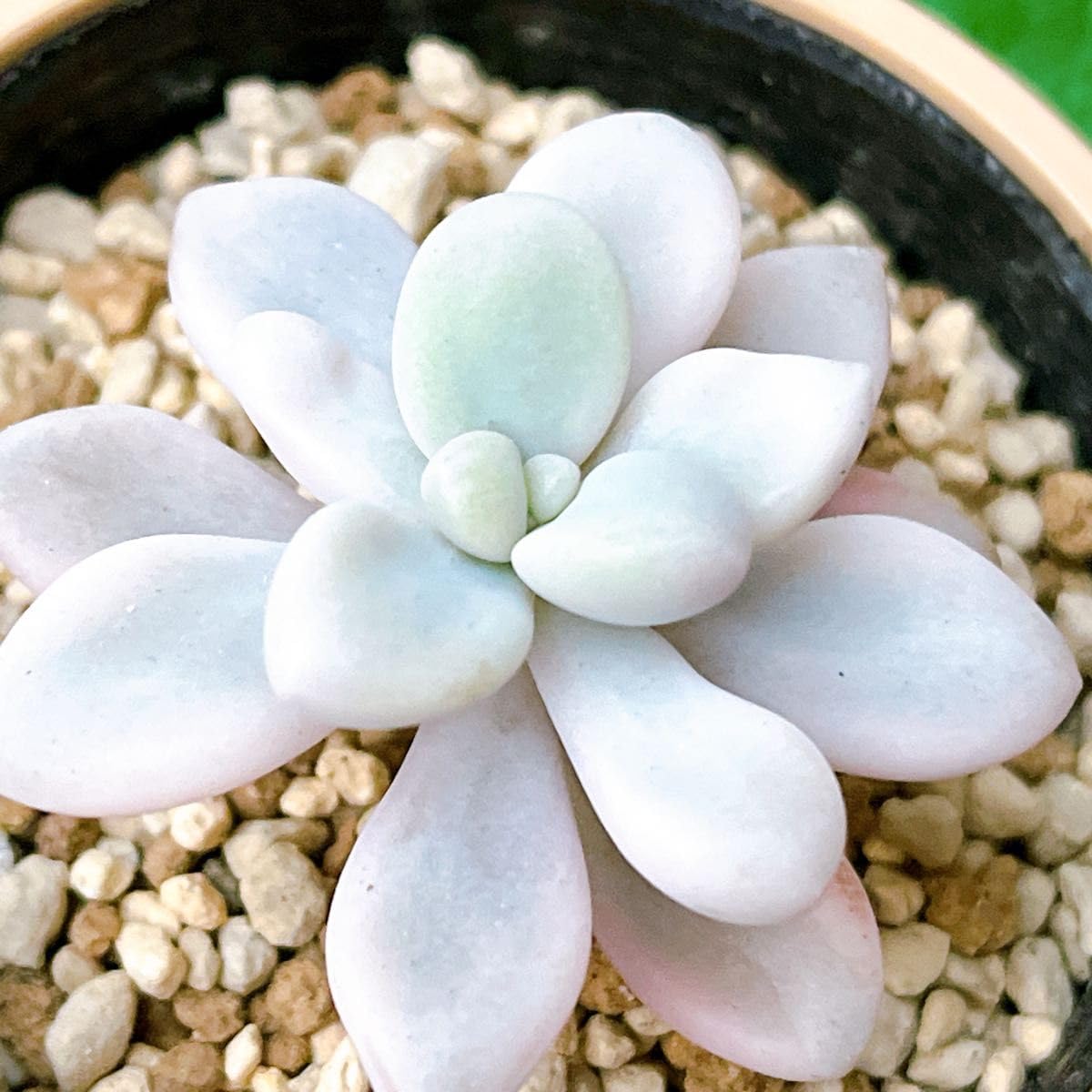 Amazon｜『だるま秀麗錦』3番 斑入り グラプトペタルム 多肉植物｜観葉