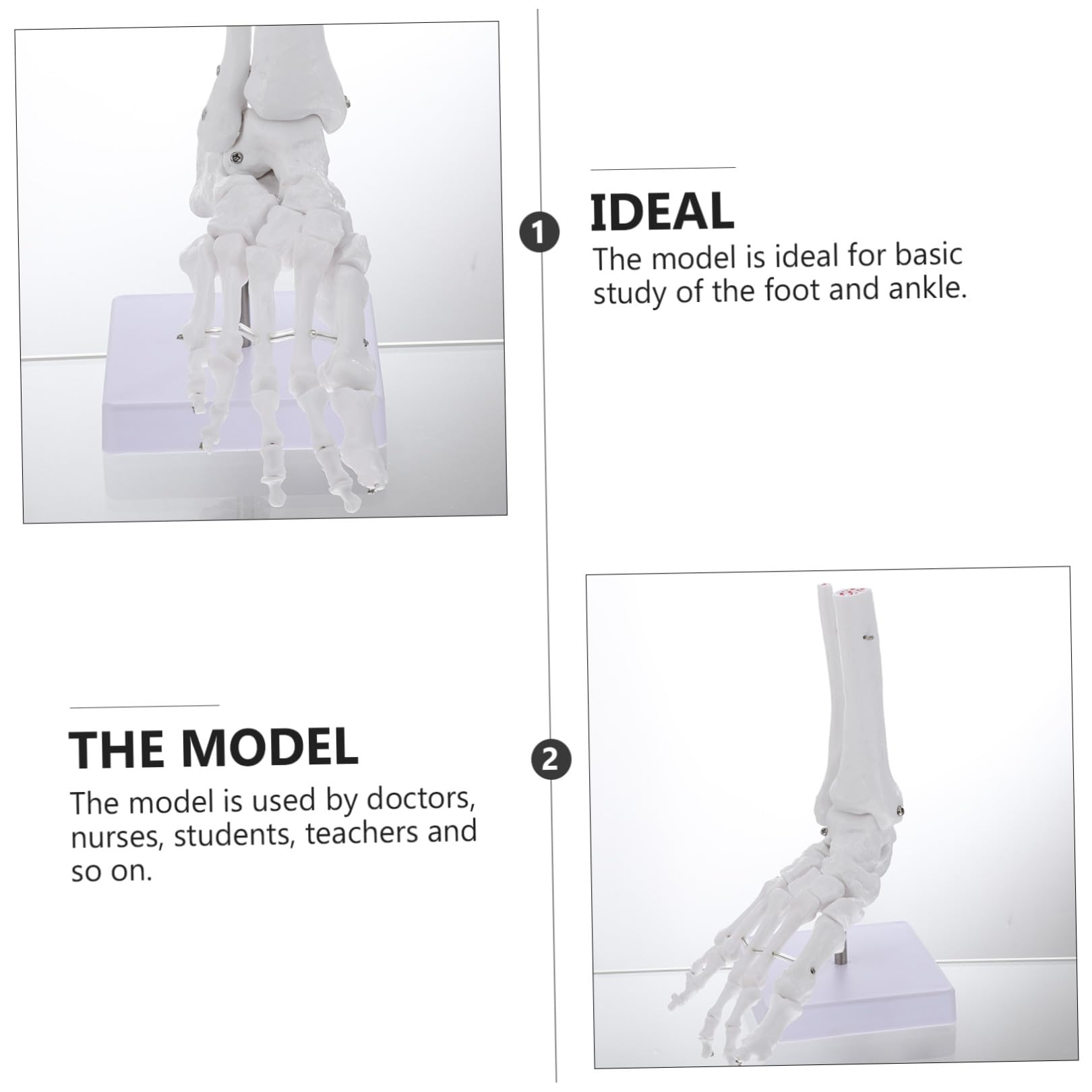 Cabilock Modelo de Tobillo Anatómico de Plástico Articulación Natural Esqueleto de Hueso para Estudio Médico Aula o Laboratorio
