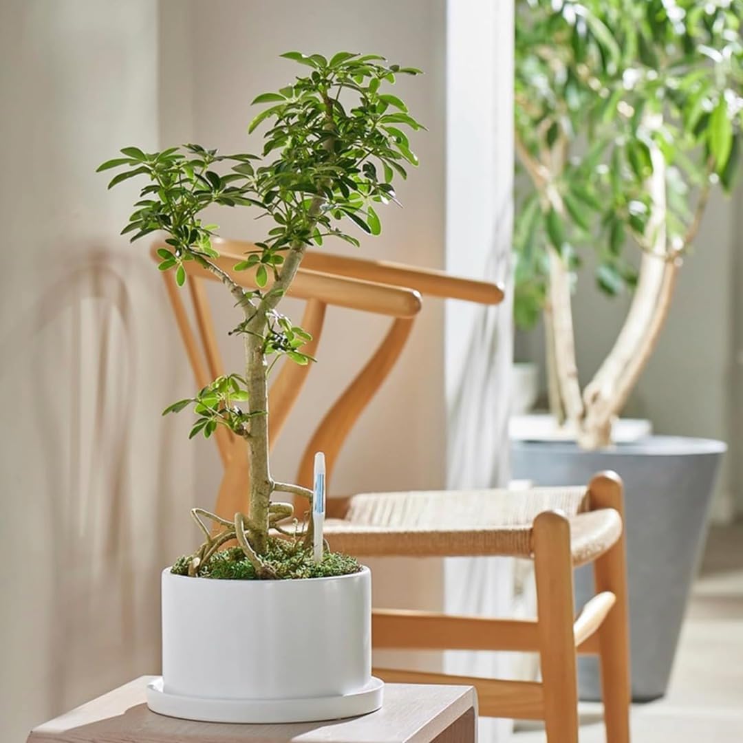 IPPINKA Sustee Aquameter - Large - Black - Bundle of 12 - Leave-in Soil Moisture Meter for Potted Plants - Plant Water Sensor - Refillable