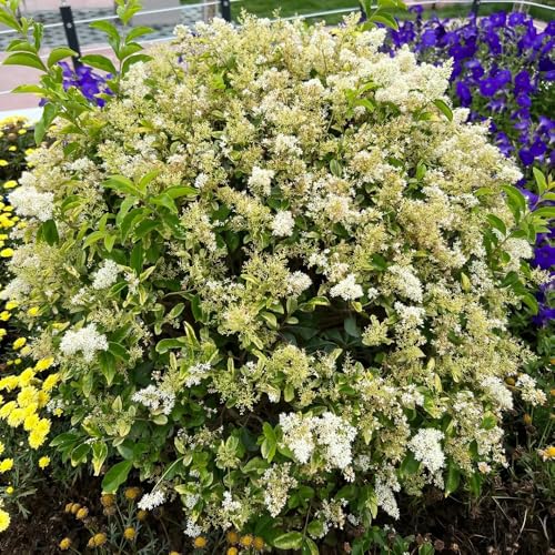 semillas de seto de aligustre Jardín de arbustos, interior decoración de arbustos de aligustre reales de interior 500pcs