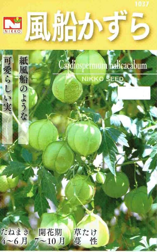 ふうせんかずら種　100粒 フウセンカズラの種 100+α粒 フウセンカズラ 種 リース素材