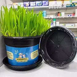 Kit Sementes Graminha para Gatos e Cães - Elimina Bolas de Pelos e Ajuda na digestão