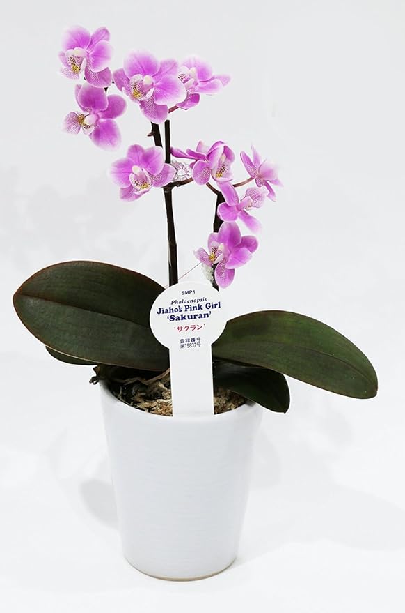 Amazon Co Jp Micro Phalaenopsis Sakura All Over The Country Way With Gift Box Level 1 Book Stand Thank You More Than The Love Producers Phalaenopsis Orchid Be With Gift Box Home