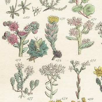 Amazon.co.jp: イギリス アンティーク ボタニカルアート植物画