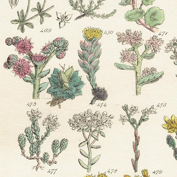 Amazon.co.jp: イギリス アンティーク ボタニカルアート植物画 石版画