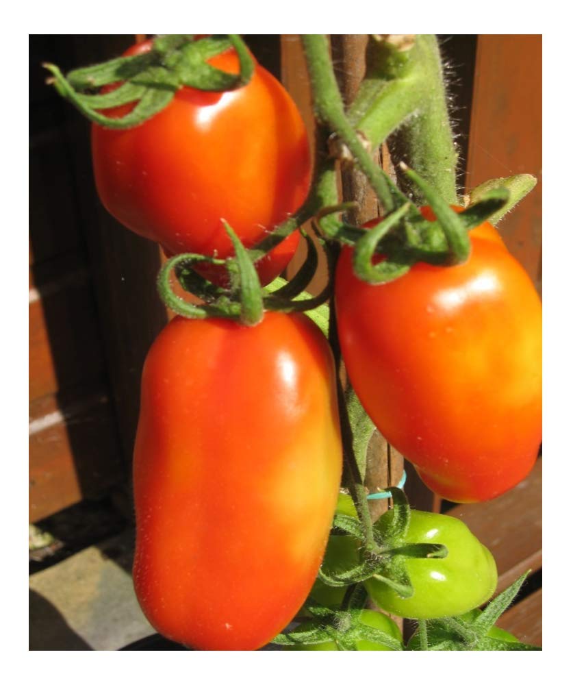 PREMIER SEEDS DIRECT - Tomato Roma VF - 100 Finest Seeds - Organic