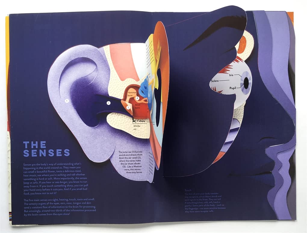 Templar Publishing: Human Body : A fact-packed novelty book with 40 flaps to lift!