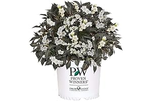 Proven Winners Wine & Spirits Weigela: Add Vibrant Color to Your Landscape