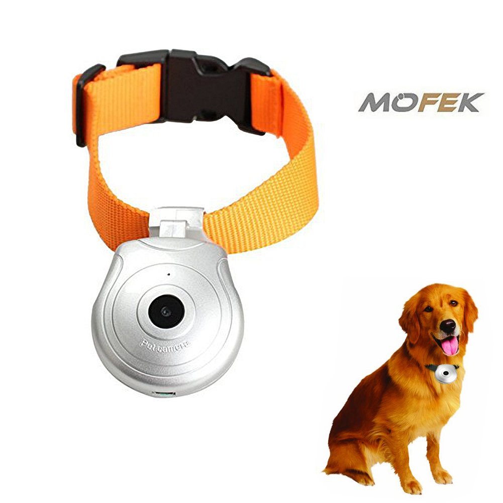 dog collar cameras