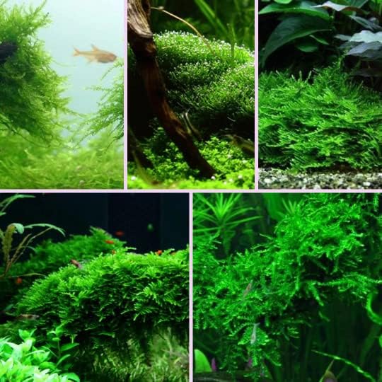 Aquarium Live Moss Java Spiky Christmas Weeping Aquatic Plant (Java