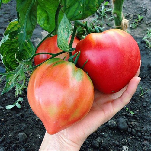 Arlo Vegetable Seeds - PINK TOMATO OXHEART Bison Heart Pack of 20 seeds (B07G54R63S) Amazon Price History, Amazon Price Tracker