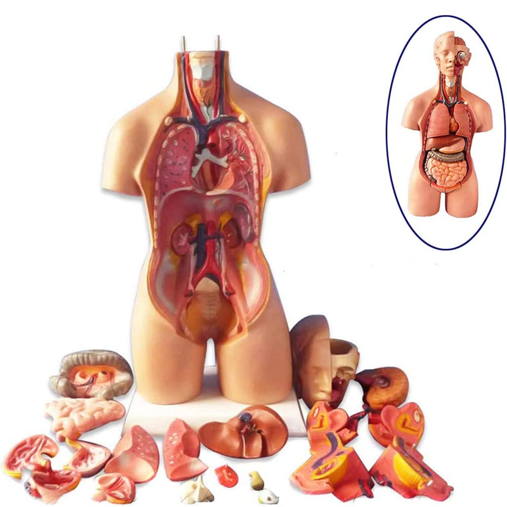 Modelo anatomía del Torso Humano, 19 Partes, Modelo anatómico del Torso, Modelo del Cuerpo Humano 55 cm, corazón y órganos extraíbles, Base exhibición y Manual del Producto incluidos para aprendiza