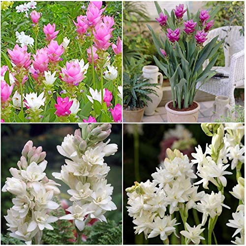 FernsFly� IMP. Combo Pack Curcuma Flower Bulbs + Rajnigandha Flower Bulbs Combo Aromatic Flower Bulbs Pack Home Outdoor Gardening Flowers Blooming planting pack of 4 (4 Curcuma + 4 Rajnigandha) (B091Q38HF5) Amazon Price History, Amazon Price Tracker