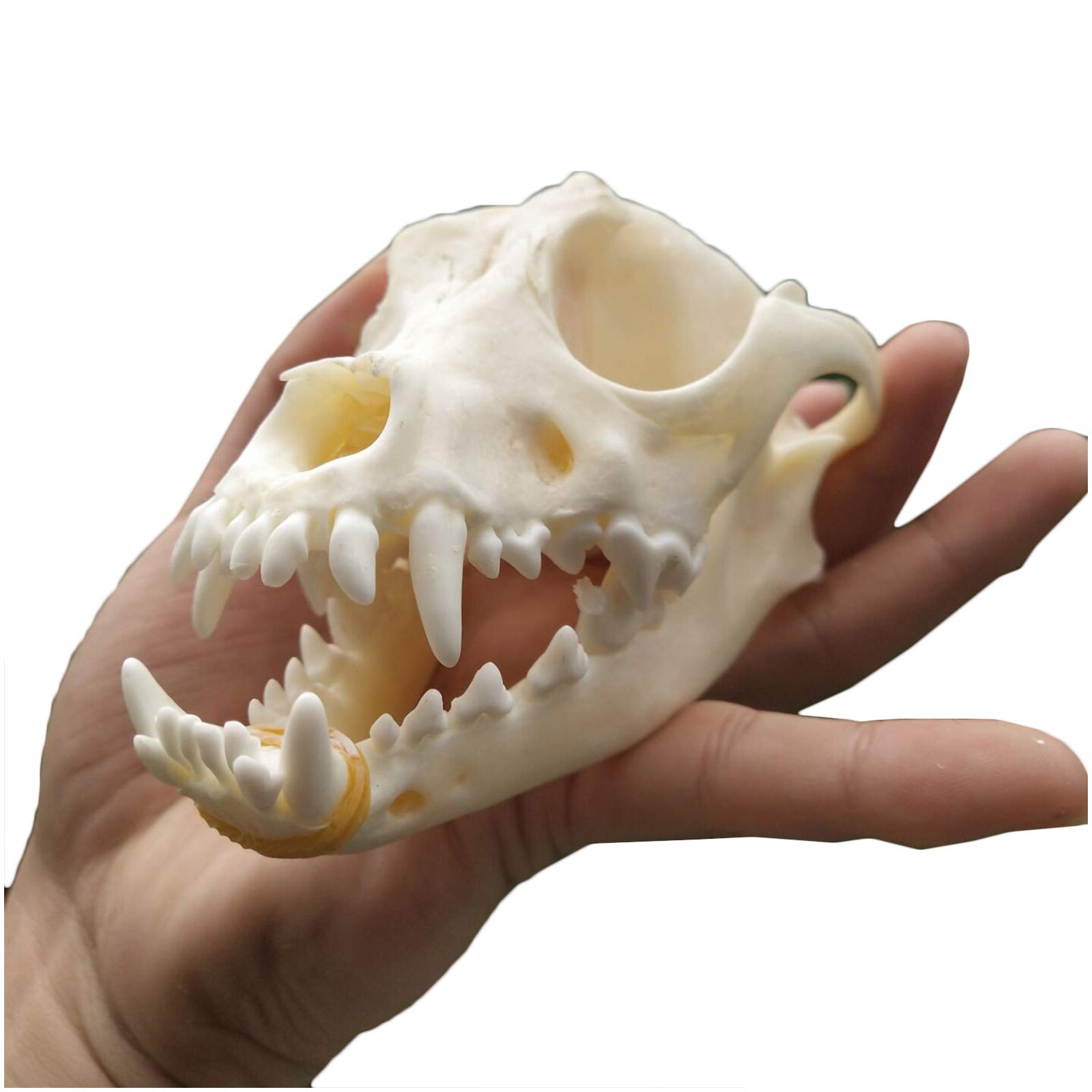 Model Czaszki Psa Do Nauki 1:1 Naturalnej Wielkości Model Czaszki Zwierzęcia Głowa Czaszki Psa - Materiał Pvc - Do Nauki Medycyny Weterynaryjnej, Dekoracji Domu,