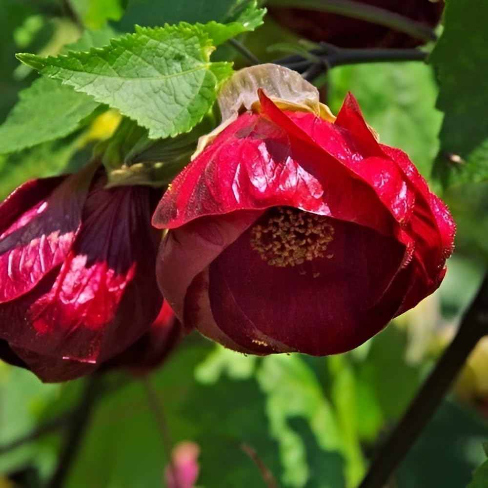 Green view "Abutilon Nabob lanthan Hibiscus Plant " hybrid - 1 Healthy Live Super Early Flower Plant 1 Ft Height in Nursery Grow Bag for Home Garden… (B0CVS2Q8HD) Amazon Price History, Amazon Price Tracker