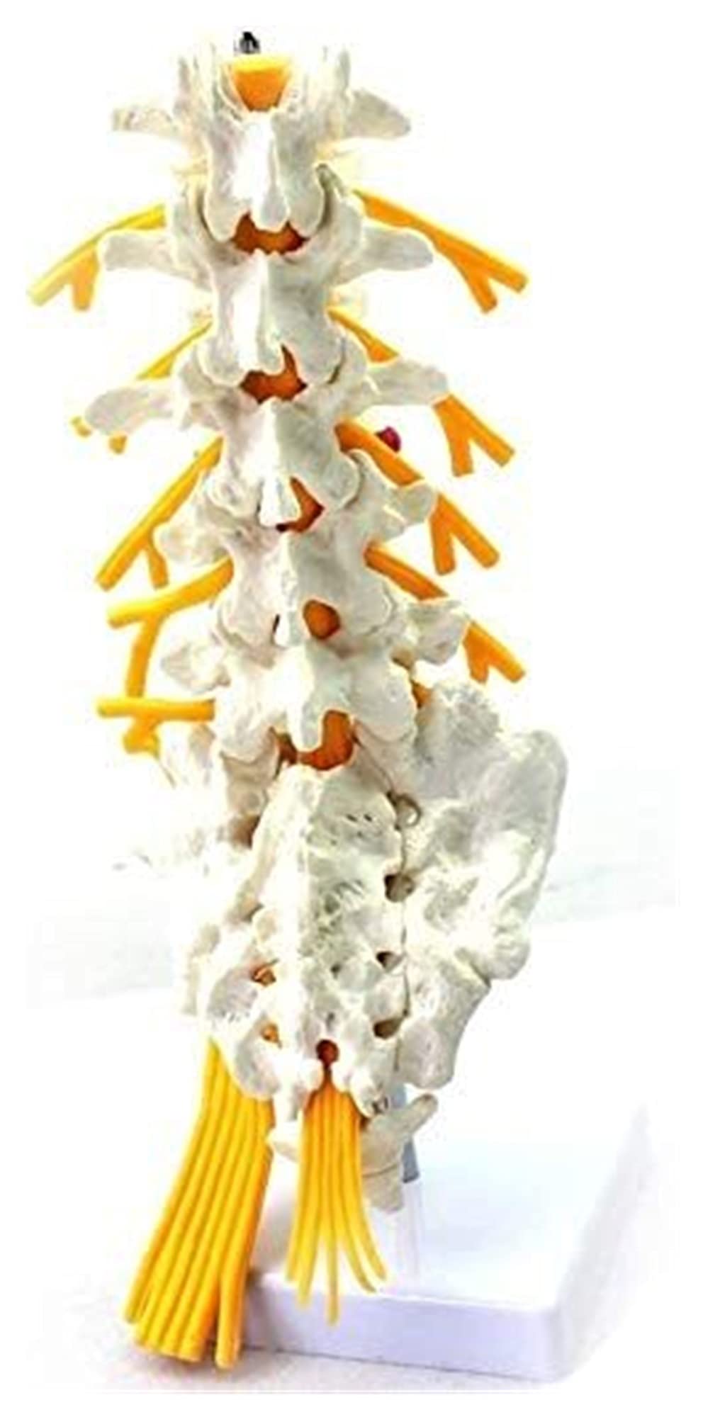 organ model Lumbar Spine 1: 1Life Size Sacral Nerve Skeletal Anatomy Model For Educational Training anatomical model