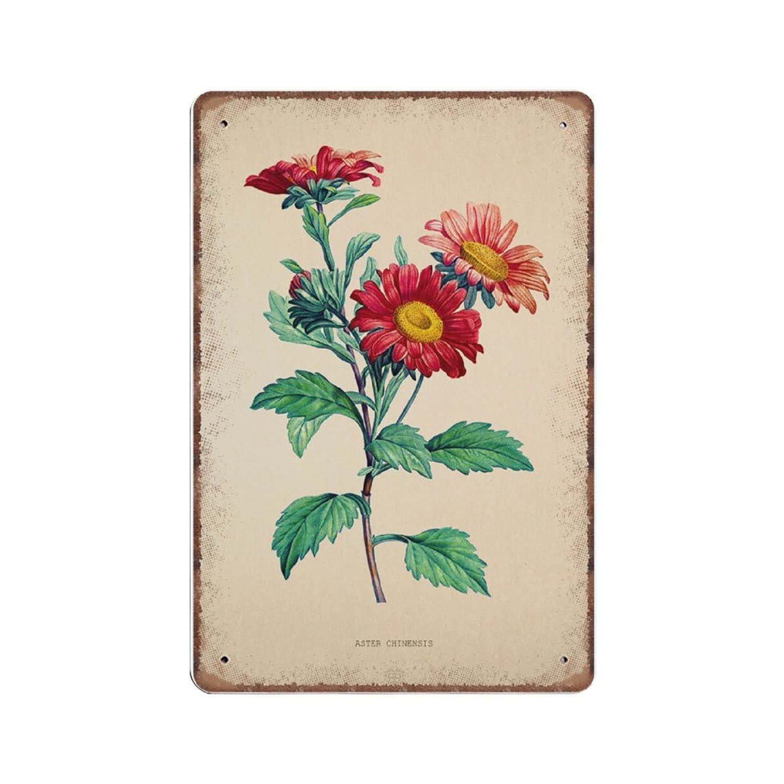 rayprint Vintage Aster Chinensis Flower Print, Antique Flower Posters, Botanical Prints, Green Leaf Vintage Metal Tin Signs Funny Kitchen Retro Parlor Garage Gifts for mom Dad, 20X30cm