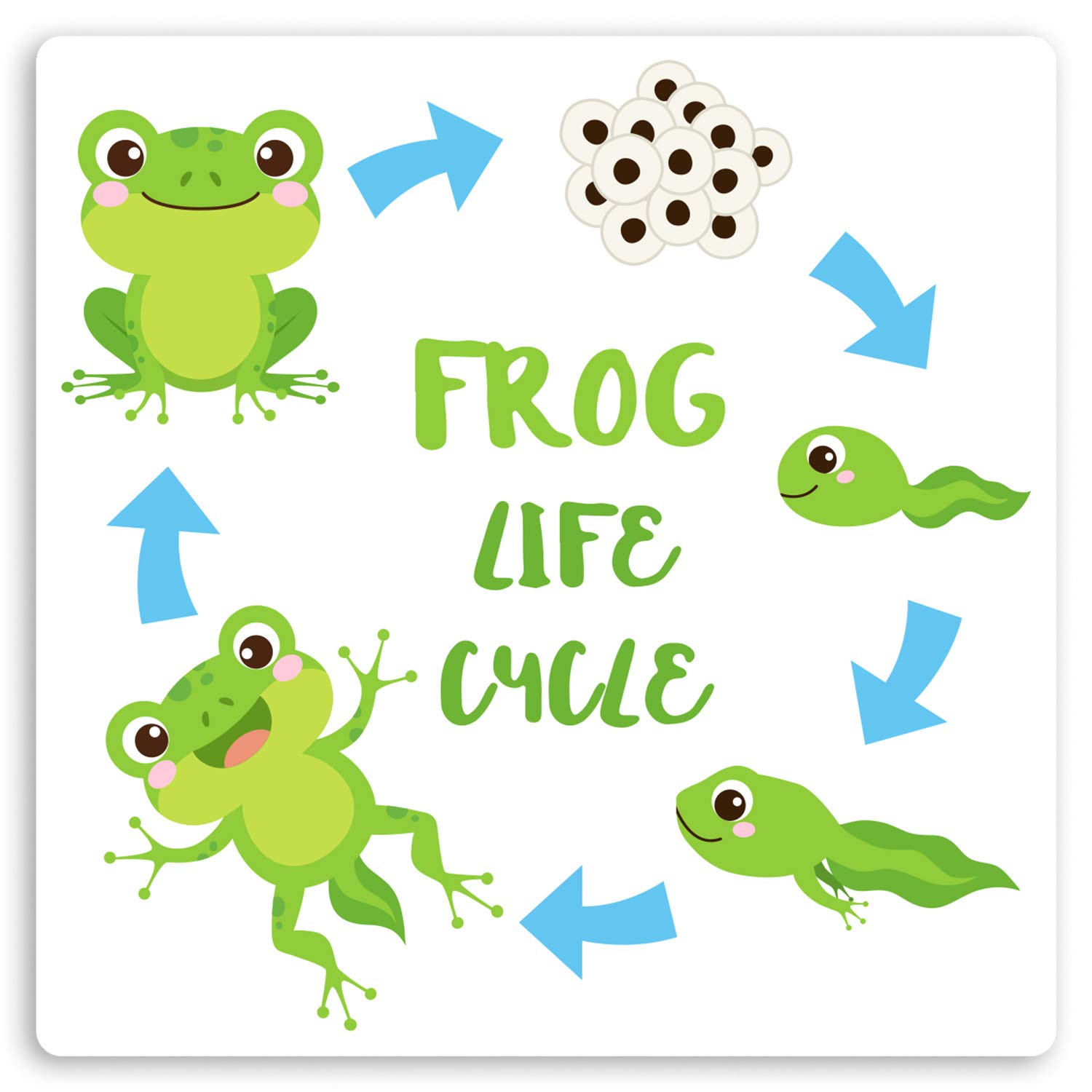 Destination Vinyl Ltd Multi 2 X 10Cm Cute Frog Life Cycle Vinyl Stickers - Nature Biology Sticker #34355 (10Cm Wide)