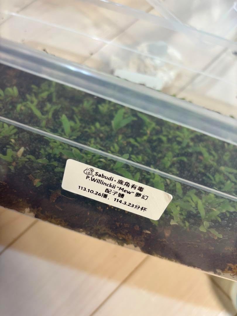 mew spore 胞子体 4株 前葉体