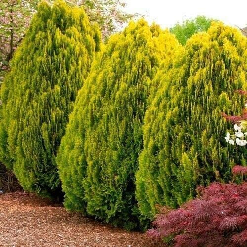 30 Semillas de árbol Golden Oriental Arborvitae para plantar - Platycladus orientalis Aurea