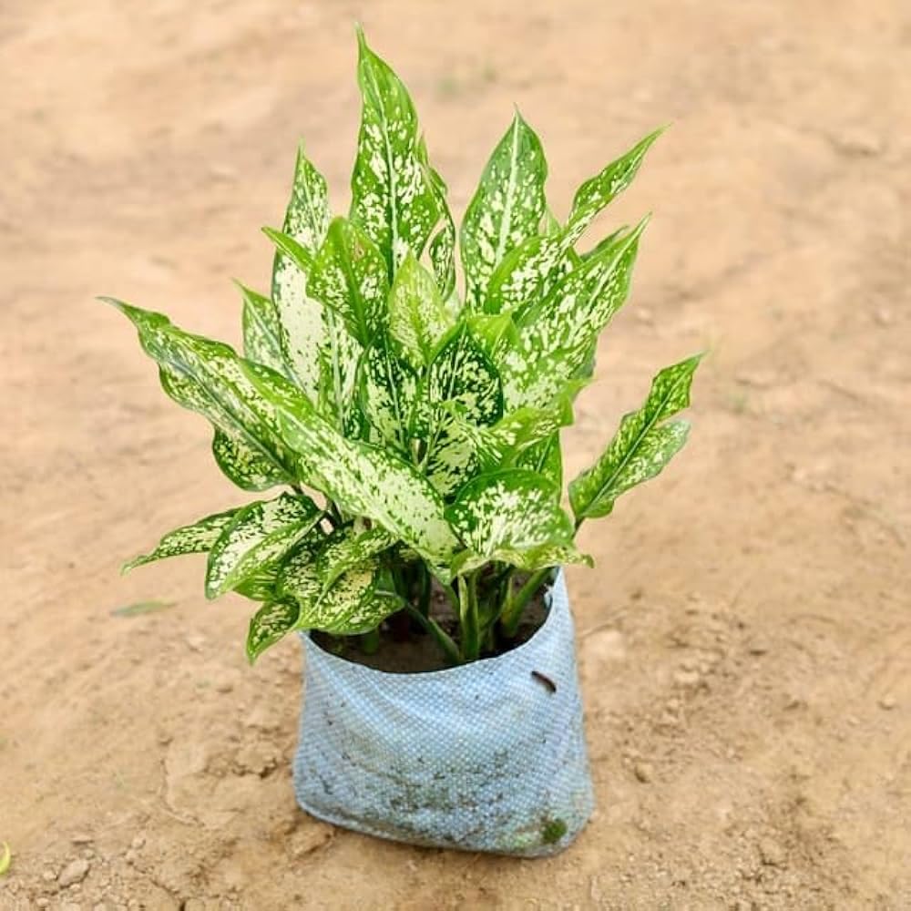Chinese Evergreen Plant - Easy Indoor Greenery -4 Chinese Evergreen Plant - Easy Indoor Greenery -4