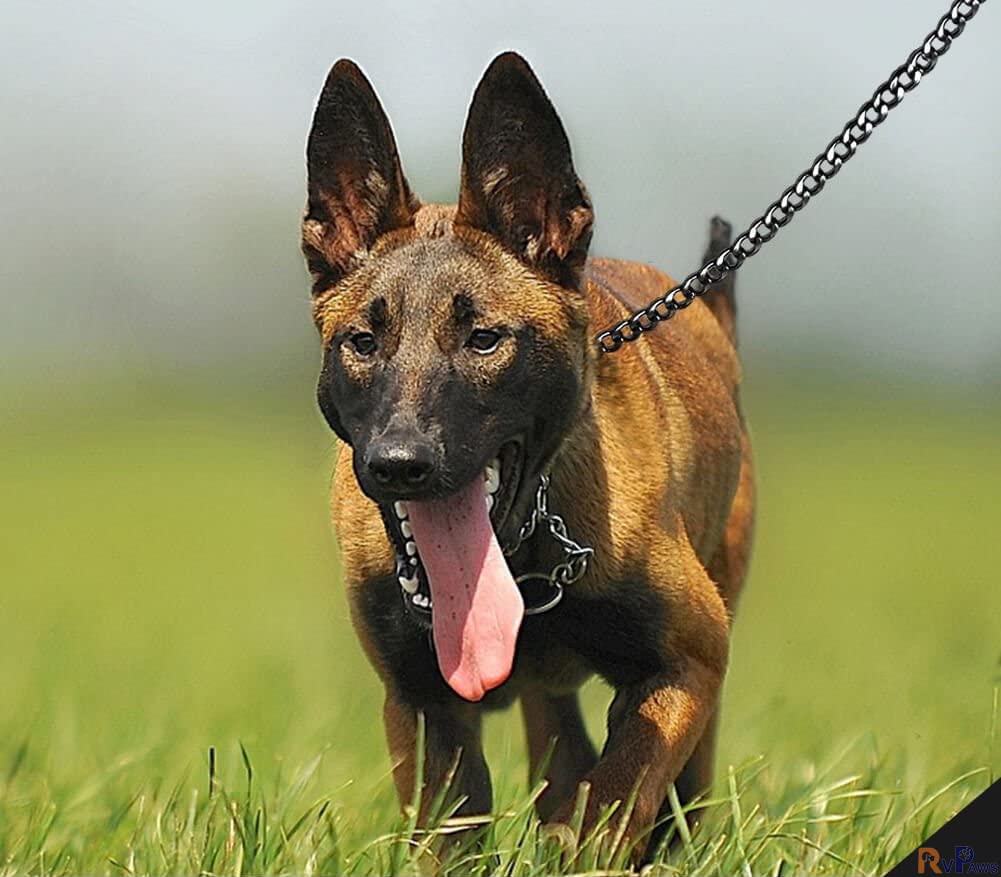 RvPaws Dog Leash Diamond Cut Heavy Duty Dog Chain Grinded Brass Hook, 4MM Large Size (B0BWHYW27Z) Amazon Price History, Amazon Price Tracker