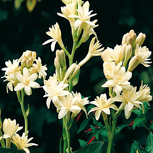 Polianthes tuberosa plena The Pearl - 15 bulbes de fleurs Cover