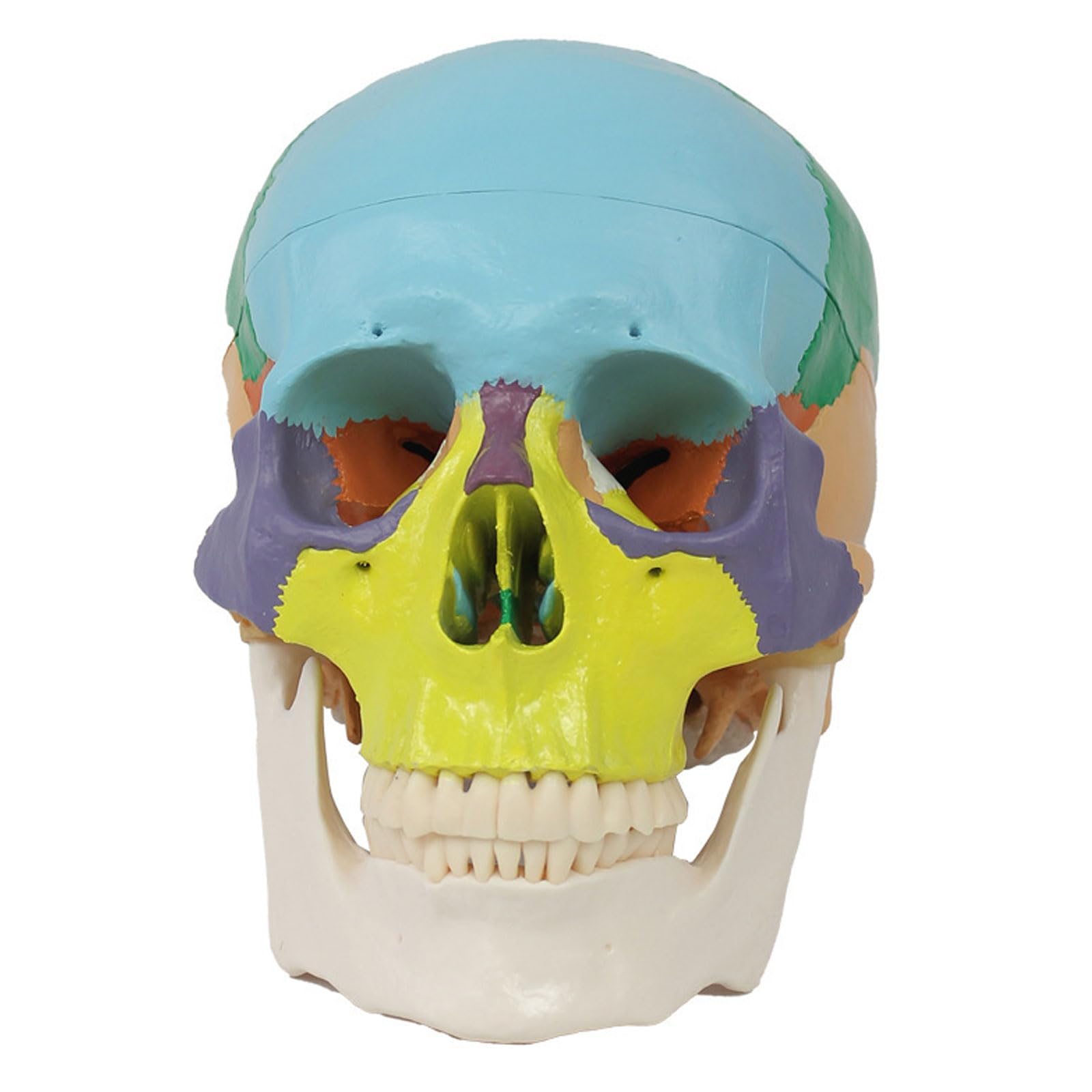 Kolorowy Model Anatomiczny Czaszki Anatomia Nauczanie Szkielet Głowy Medyczny Model Demonstracyjny Artykuły Laboratoryjne Stomatologiczne
