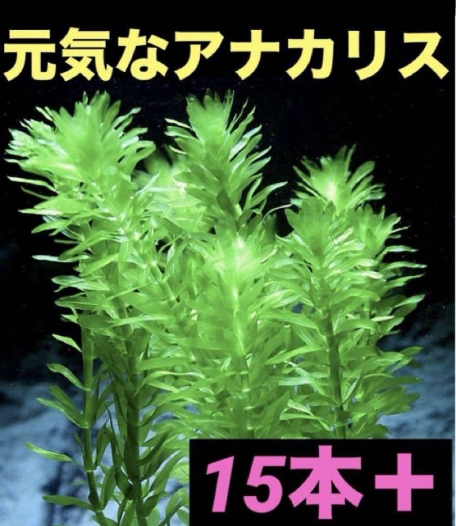 アナカリス(psb 光合成細菌 ホテイアオイ ホテイ草 金魚藻 モス アナカリス(psb 光合成細菌 ホテイアオイ ホテイ草 金魚藻 モス